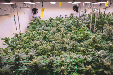 Hanfpflanzen auf der Plantage eines Cannabis Social Clubs