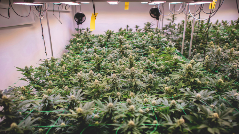 Hanfpflanzen auf der Plantage eines Cannabis Social Clubs