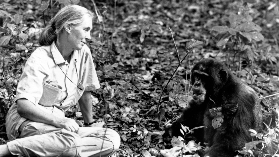 Weltber-hmte-Primatenforscherin-Jane-Goodall-mit-91-Jahren-gestorben